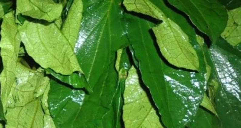 Ugu Leaves